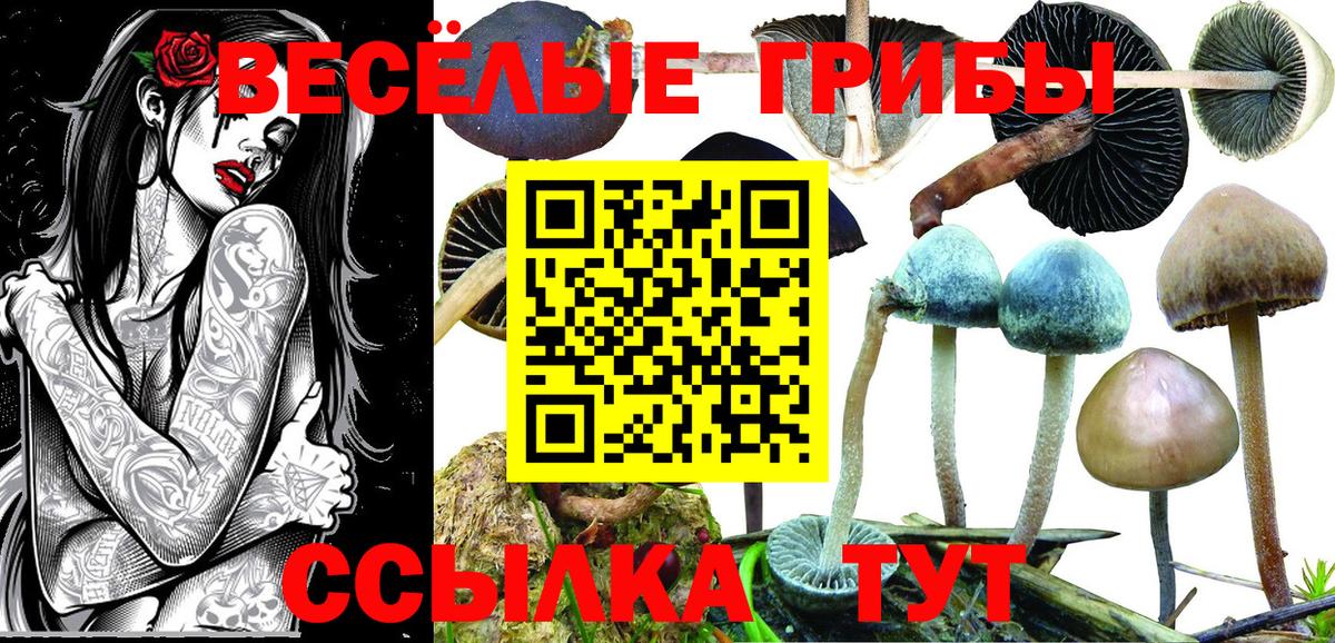 Галлюциногенные грибы Psilocybine cubensis  Вход с VPN  Санкт-Петербург 