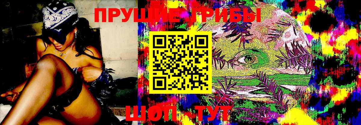 Псилоцибиновые грибы Cubensis  Псилоцибиновые грибы Psilocybine cubensis  Санкт-Петербург 